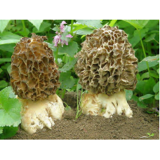 Мицелий Сморчка толстоногого (Morchella crassipes)